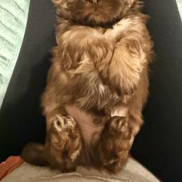 Shih Tzu Puppies from Wood Foo Breeders