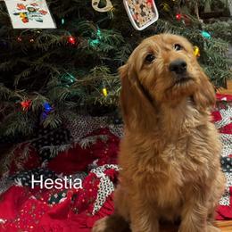 Goldendoodle Puppies from Golden Mesa Doodles