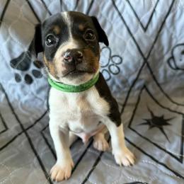 Rubble - Black white and tan male Rat Terrier puppy in Molalla, Oregon from The Puppy Patch Rat Terriers
