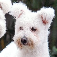 Pumik from Kismet Pumis