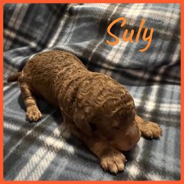 Boy 2 - Poodle puppy in Jackson, Kentucky from Ember’s Kennel of Poodles and Doodles