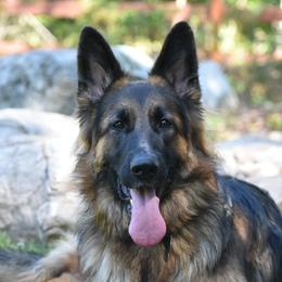 Ana - German Shepherd