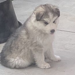 Alaskan Huskies from Elite Therapy Pups