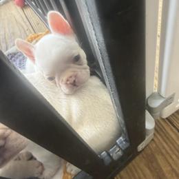 French Bulldog Puppies from Blueridge Frenchies