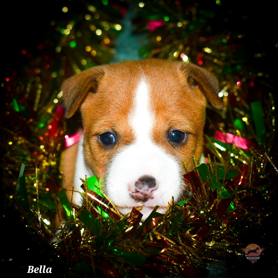Bella - Red and white female Basenji puppy in San Diego, California from Triforce Basenjis