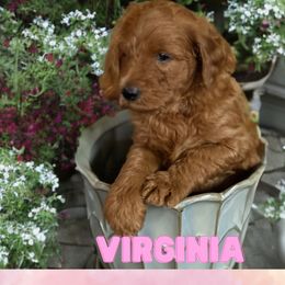 Virginia - Red  Goldendoodle puppy in Clinton, New Jersey from Doodles by Dana