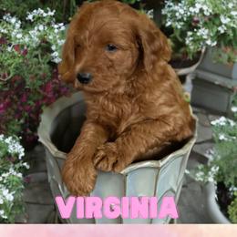 Virginia - Red  Goldendoodle puppy in Clinton, New Jersey from Doodles by Dana