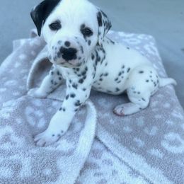 Dalmatian Puppies from Cowart’s Dalmatians