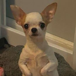 Joy - Chihuahua