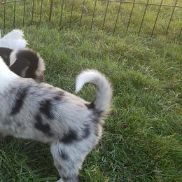 Border Collie Puppies from Supernova Border Collies