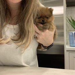 Pomeranian Puppies from Halo Poms