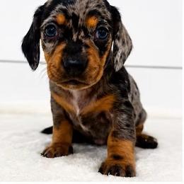 Mitzi - Dapple female Dachshund puppy in Callahan, Florida from Little Foot Kennels