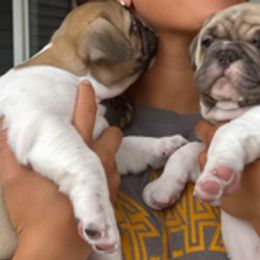 French Bulldogs from Cyrek's Bark