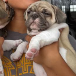 French Bulldogs from Cyrek's Bark