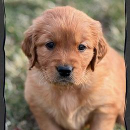 Twirl ( Teal collar) - Dark golden female Golden Retriever puppy in Walla Walla, Washington from The Sayler Farm