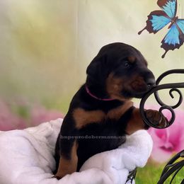 Doberman Pinscher Puppies from European Dobermans