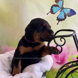 Doberman Pinscher Puppies from European Dobermans