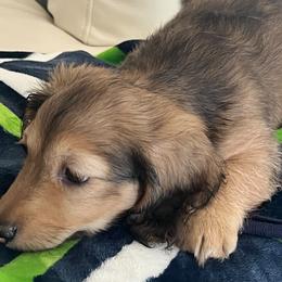 Dachshunds from Jennifer Villazana