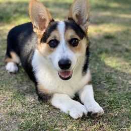 Pembroke Welsh Corgi All Grown Up from G.G.'s Corgis
