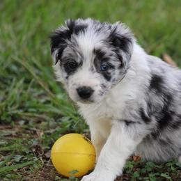 Milo - Blue merle male Border Collie puppy in Tylertown, Mississippi from Cool Meadow Farms