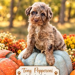 Tony Pepperoni - Merle male Labradoodle puppy in Grove, Oklahoma from Guinn Family Farms