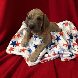 Great Dane Puppies from DeBruce Danes