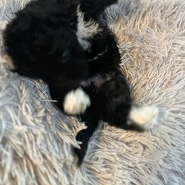 Maltipoo Puppies from Quiana's Maltipoos