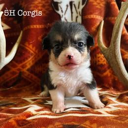American Corgi Puppies from 5H Corgis