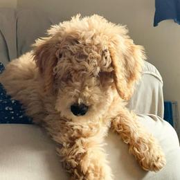Goldendoodle Puppies from High Desert Goldendoodles
