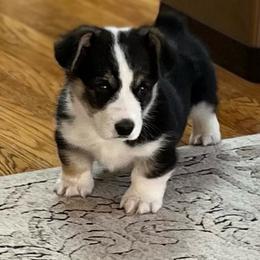 Shorty - Black and tan male Pembroke Welsh Corgi puppy in Vernal, Utah from Bingo's Kennel