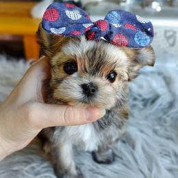 Korean Babydoll Bria - Gold female Morkie puppy in Barren Springs, Virginia from Seeking Shalom Acres Maltese, Maltipoos & Havamalts