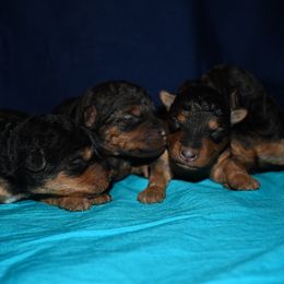 Welsh Terrier puppies from Shady Oaks WFT