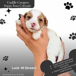 Lady Luck - Blenheim male Cavapoo puppy in Fort Lupton, Colorado from Puppy Paws Colorado