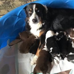 Riley - Australian Shepherd