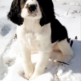 English Springer Spaniel Puppies from Music City Springers