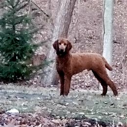 King - Poodle