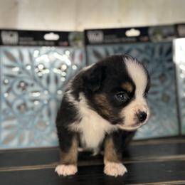 Black Tri male 3 - Black tri male Miniature Australian Shepherd puppy in Hamilton, Montana from Lost Trail Aussies