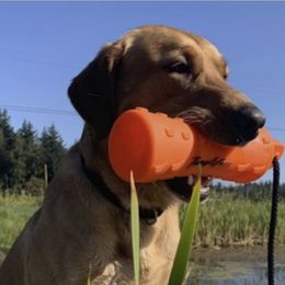Labrador Retrievers from Haas Family Retrievers