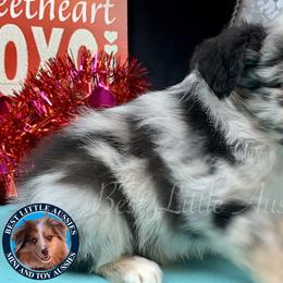 Miniature Australian Shepherd and Toy Australian Shepherd Puppies from Best Little Aussies