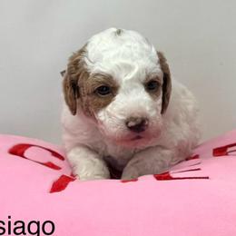 Asiago - Parti male Goldendoodle puppy in Danville, Virginia from Stella’s Stunning Goldendoodles of VA