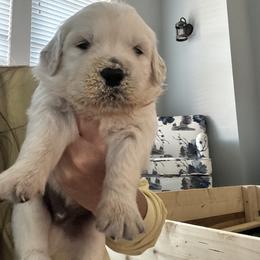 Golden Retriever Puppies from Lakeshore Goldens FXBG