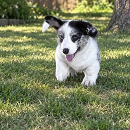 Wrangler - Blue merle and white male Cardigan Welsh Corgi puppy in Kerens, West Virginia from Leather & Lace