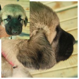 "Male 2" Anatolian Shepherd Dog Puppies from Sanjo Farm