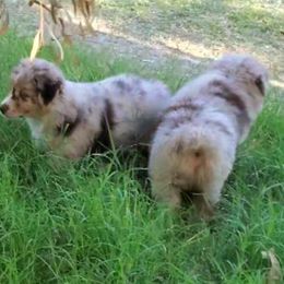 Australian Shepherd Puppies from Winsome Aussies