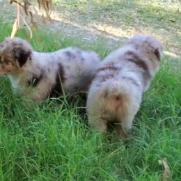 Australian Shepherd Puppies from Winsome Aussies