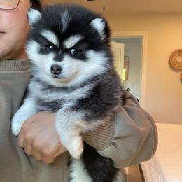 Maizey - Black and white female Pomsky puppy in Apple Creek, Ohio from Kathryn Troyer
