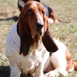 Sugar - Basset Hound