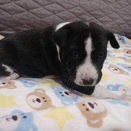 Black Girl - Black and white female Basenji puppy in Tuttle, Oklahoma from Steadfast Farm (SFF)