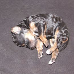 Bernedoodle Puppies from Willow Creek Farm