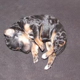 Bernedoodle Puppies from Willow Creek Farm